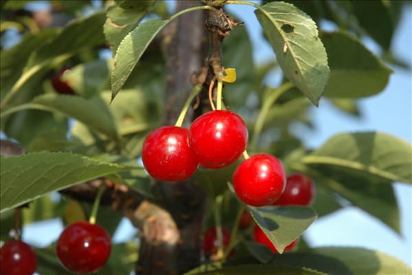 Prunus cerasus 'Vowi'(s)