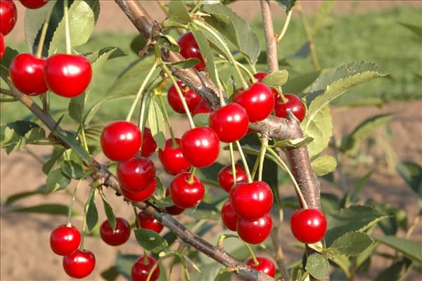 Prunus cerasus 'Vowi'(s)
