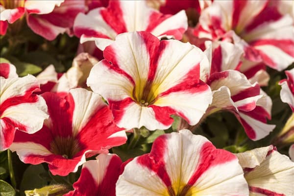 Petunia 'Potunia'®