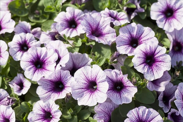 Petunia 'Potunia'®