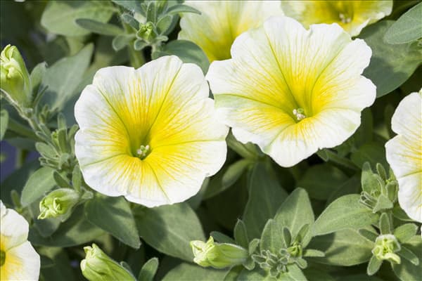 Petunia 'Potunia'®