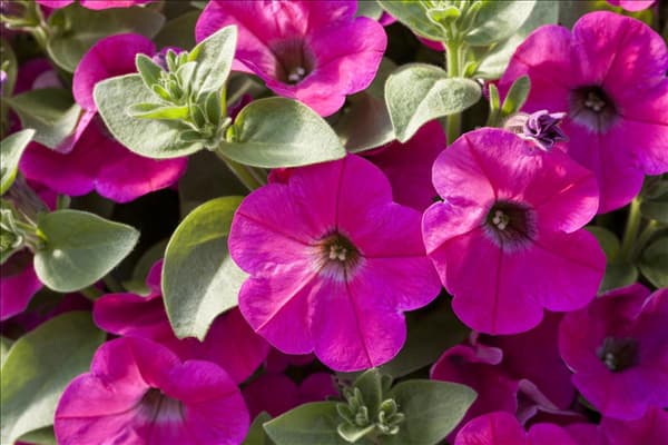 Petunia 'Potunia'®