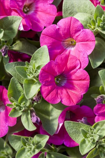 Petunia 'Potunia® Piccola Hot Pink'