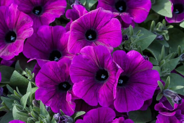 Petunia 'Potunia® Plus Purple'