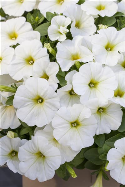 Petunia 'Potunia'®