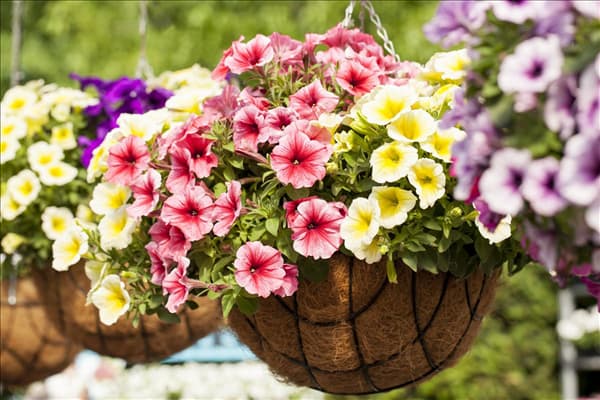 Petunia 'Potunia'®