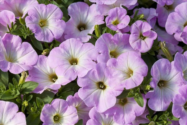 Petunia 'Potunia'®