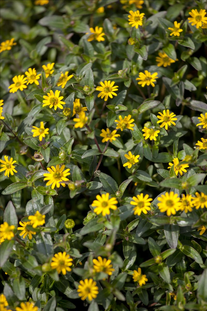 Sanvitalia procumbens