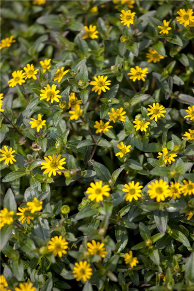Sanvitalia procumbens