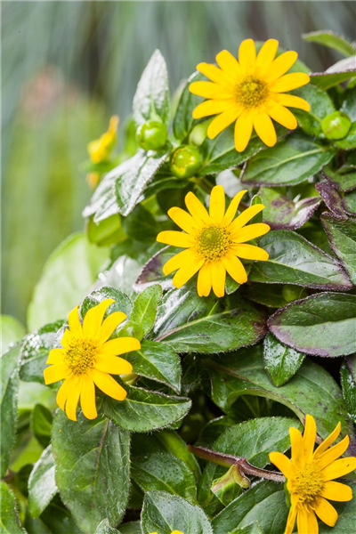 Sanvitalia procumbens