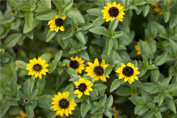 Sanvitalia procumbens