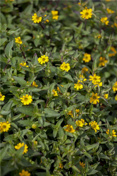 Sanvitalia procumbens