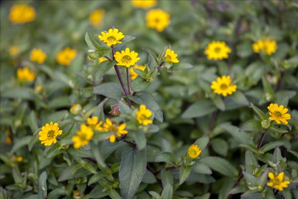 Sanvitalia procumbens