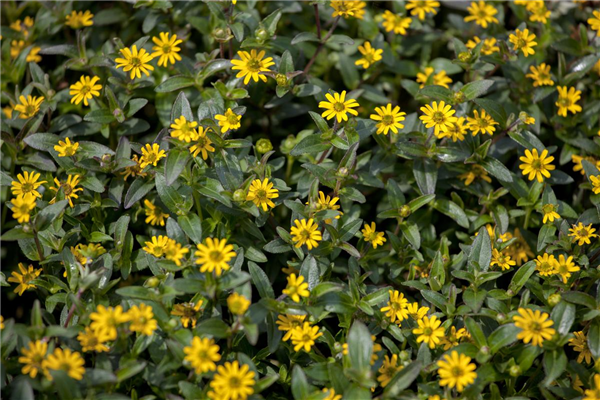 Sanvitalia procumbens
