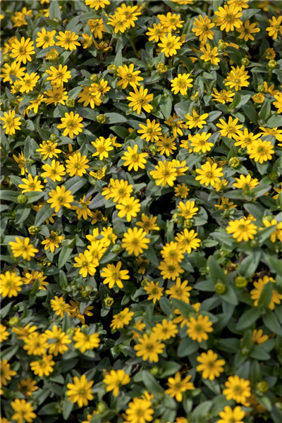 Sanvitalia procumbens
