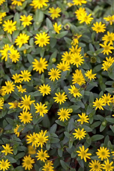 Sanvitalia procumbens
