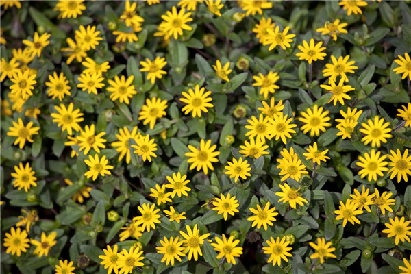Sanvitalia procumbens