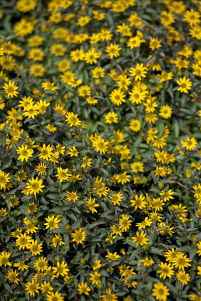 Sanvitalia procumbens