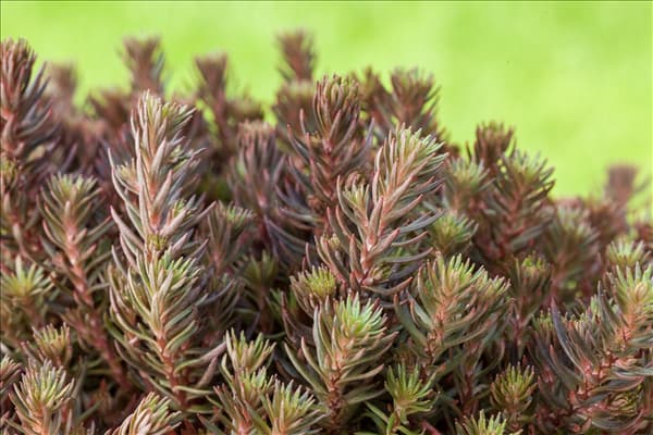 Sedum reflexum 'Chocolate Ball'