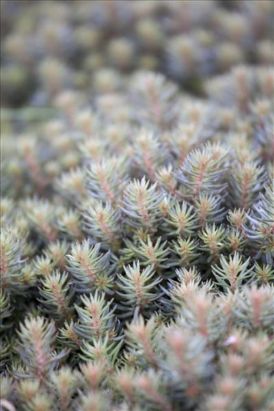 Sedum reflexum 'Chocolate Ball'