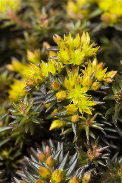 Sedum reflexum 'Chocolate Ball'