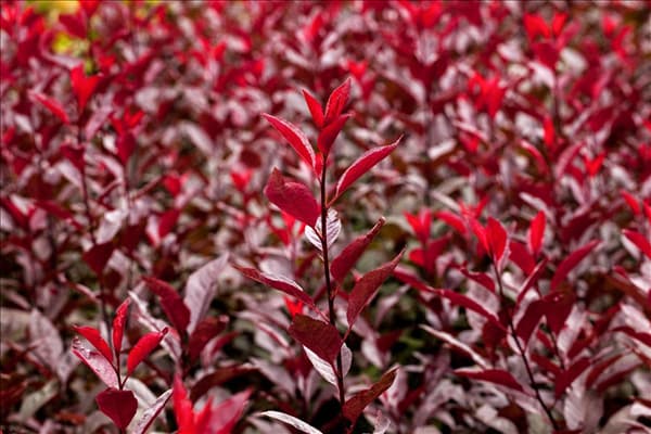 Prunus cistena