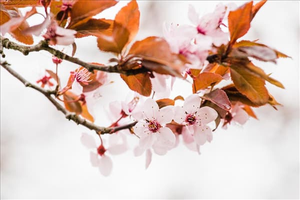 Prunus cistena