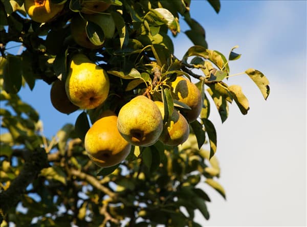 Pyrus communis