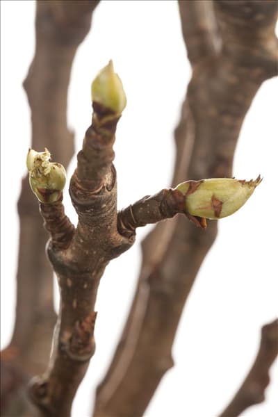 Pyrus communis