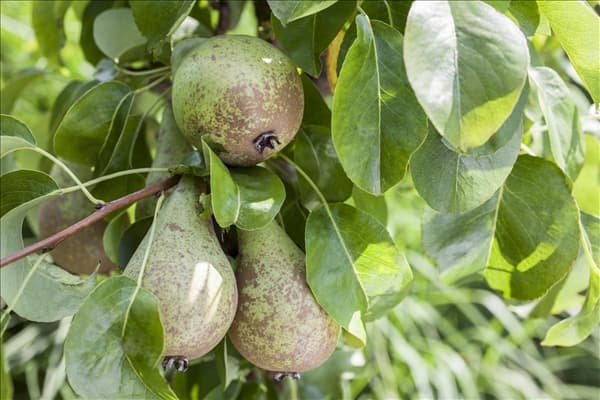 Pyrus communis