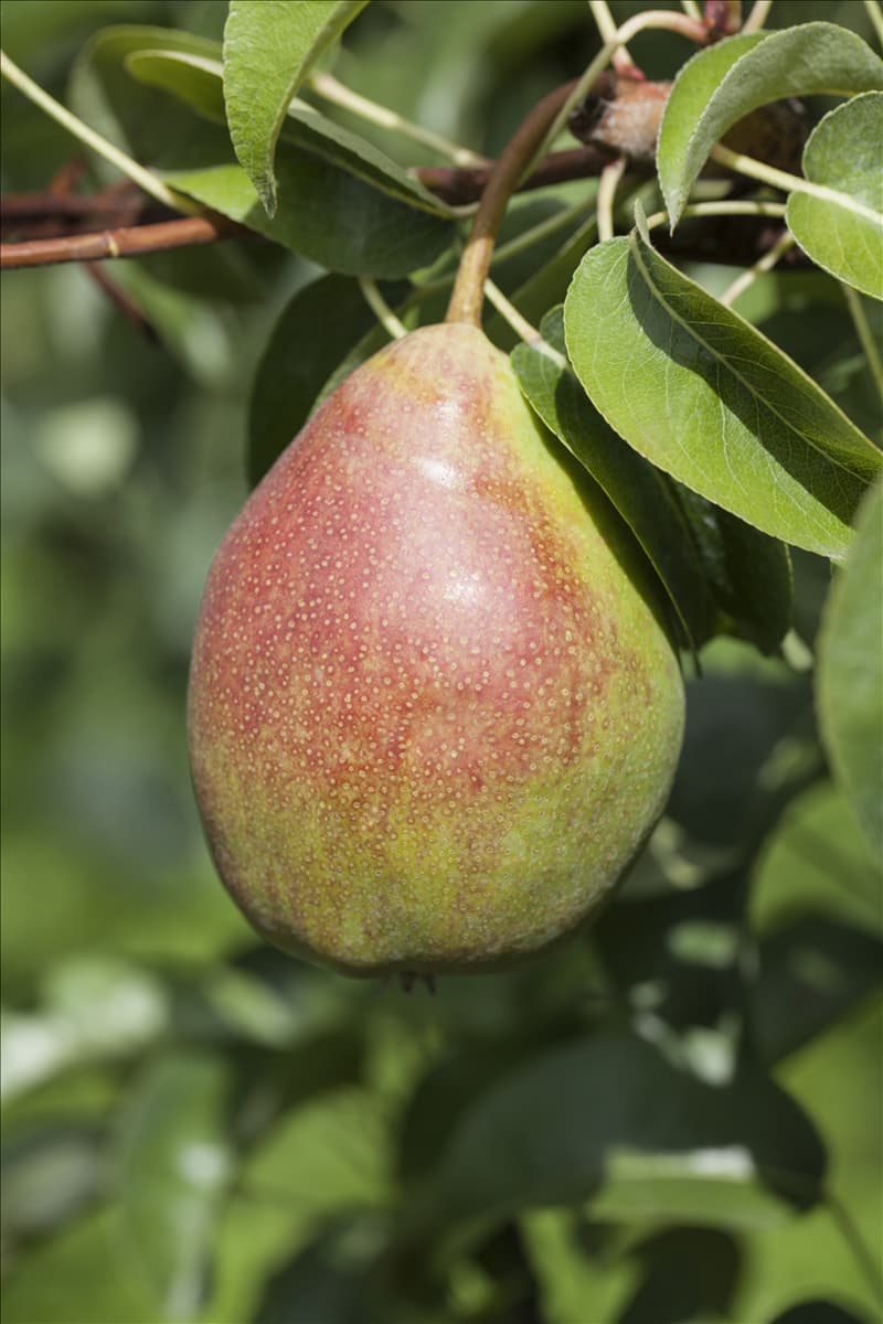 Pyrus communis