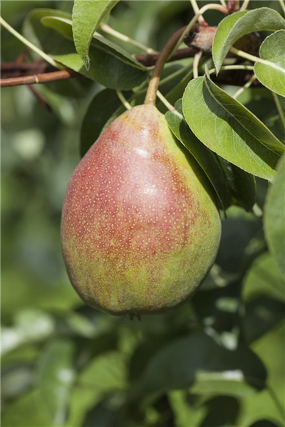 Pyrus communis 'Clapps Liebling'