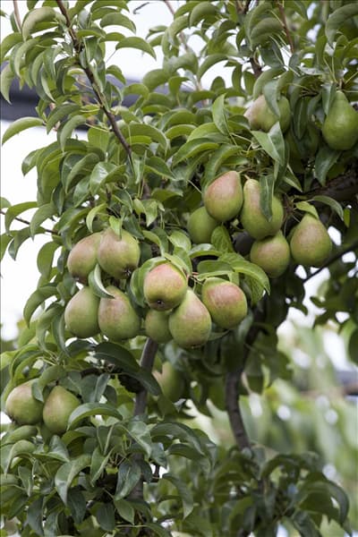 Pyrus communis