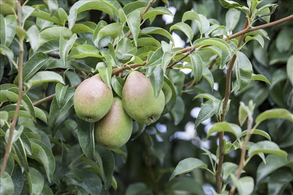 Pyrus communis