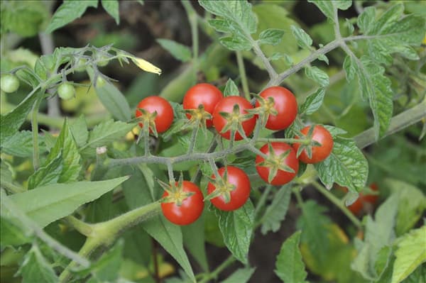 Solanum lycopersicum 'Rote Murmel'