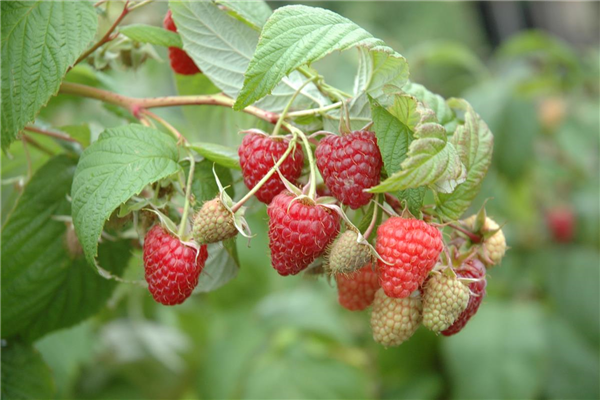 Rubus idaeus