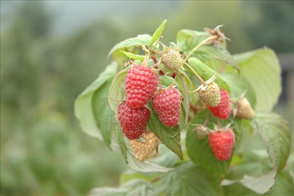 Rubus idaeus