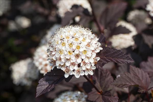 Physocarpus opulifolius 'Summer Wine'®