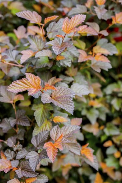 Physocarpus opulifolius 'Summer Wine'®