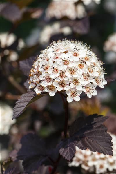 Physocarpus opulifolius 'Summer Wine'®
