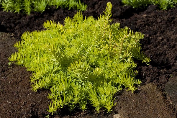 Sedum reflexum 'Green Cushion'