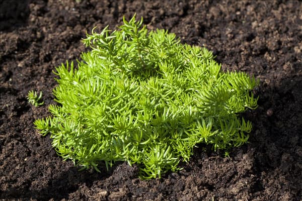 Sedum reflexum 'Green Cushion'