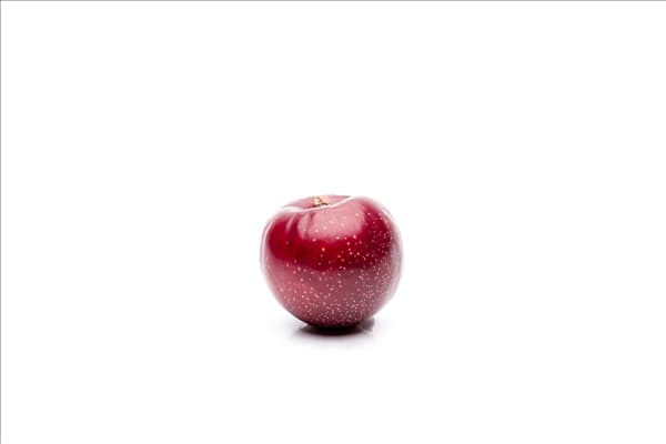 Prunus domestica