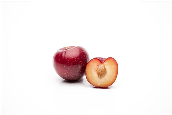Prunus domestica