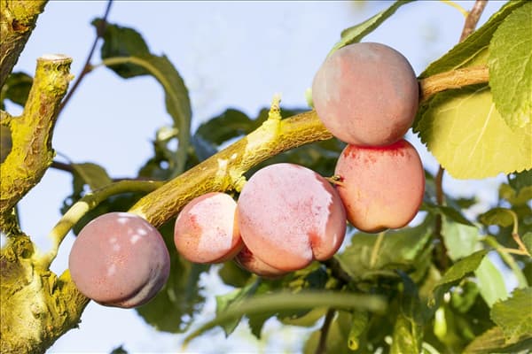 Prunus domestica