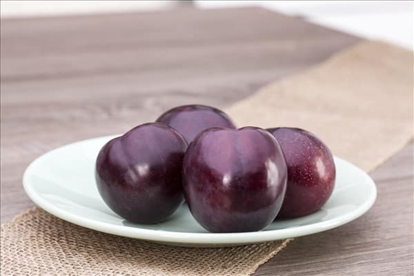 Prunus domestica