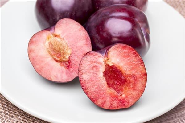 Prunus domestica
