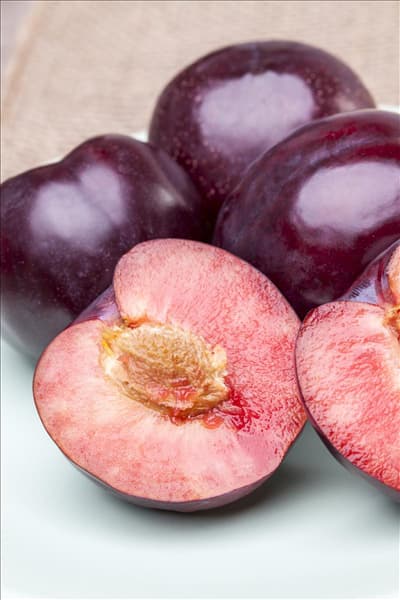 Prunus domestica