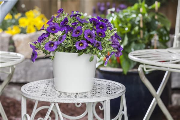 Petunia, blau