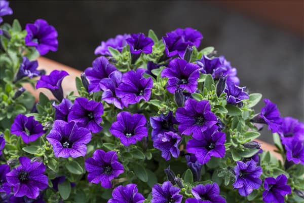 Petunia, blau